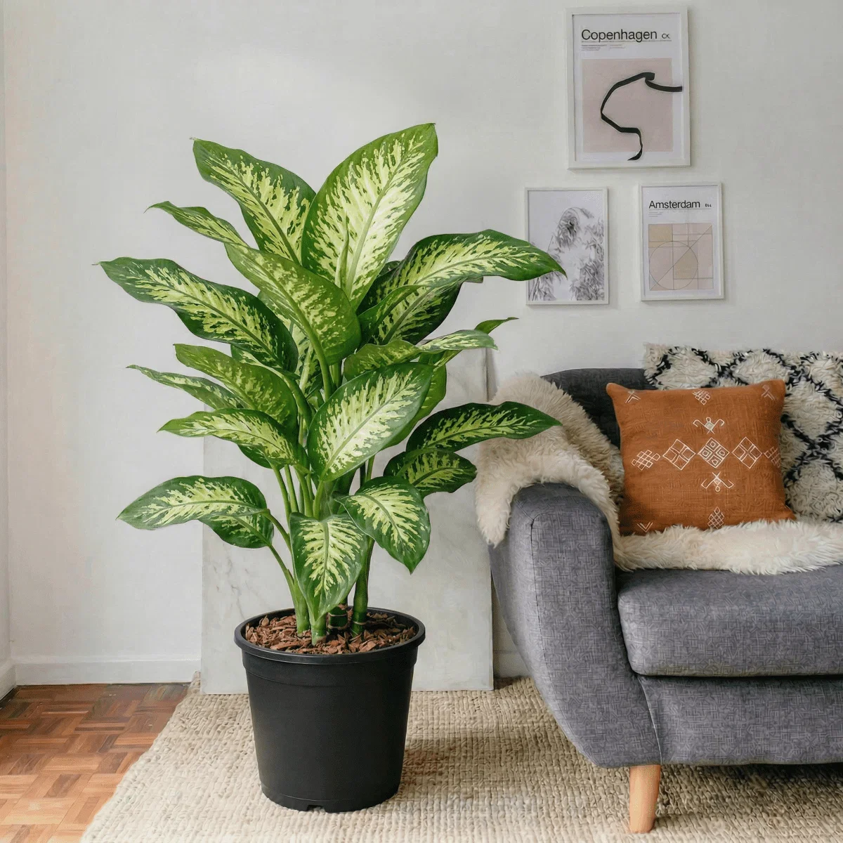 Dieffenbachia