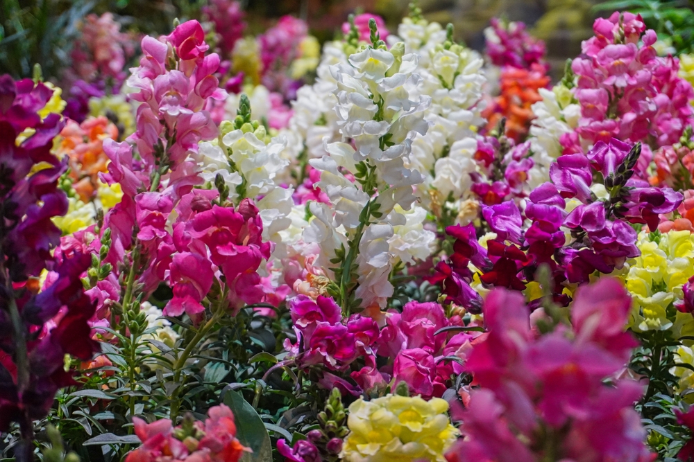 Bhyagute (Snap dragon)