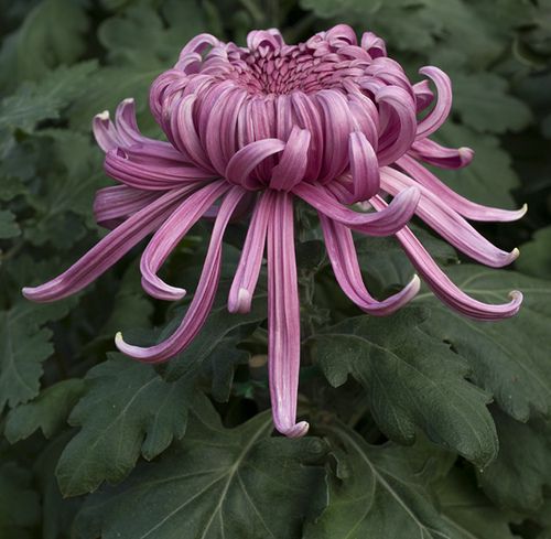 Intermediate Incurve Godwari (Chrysanthemum)