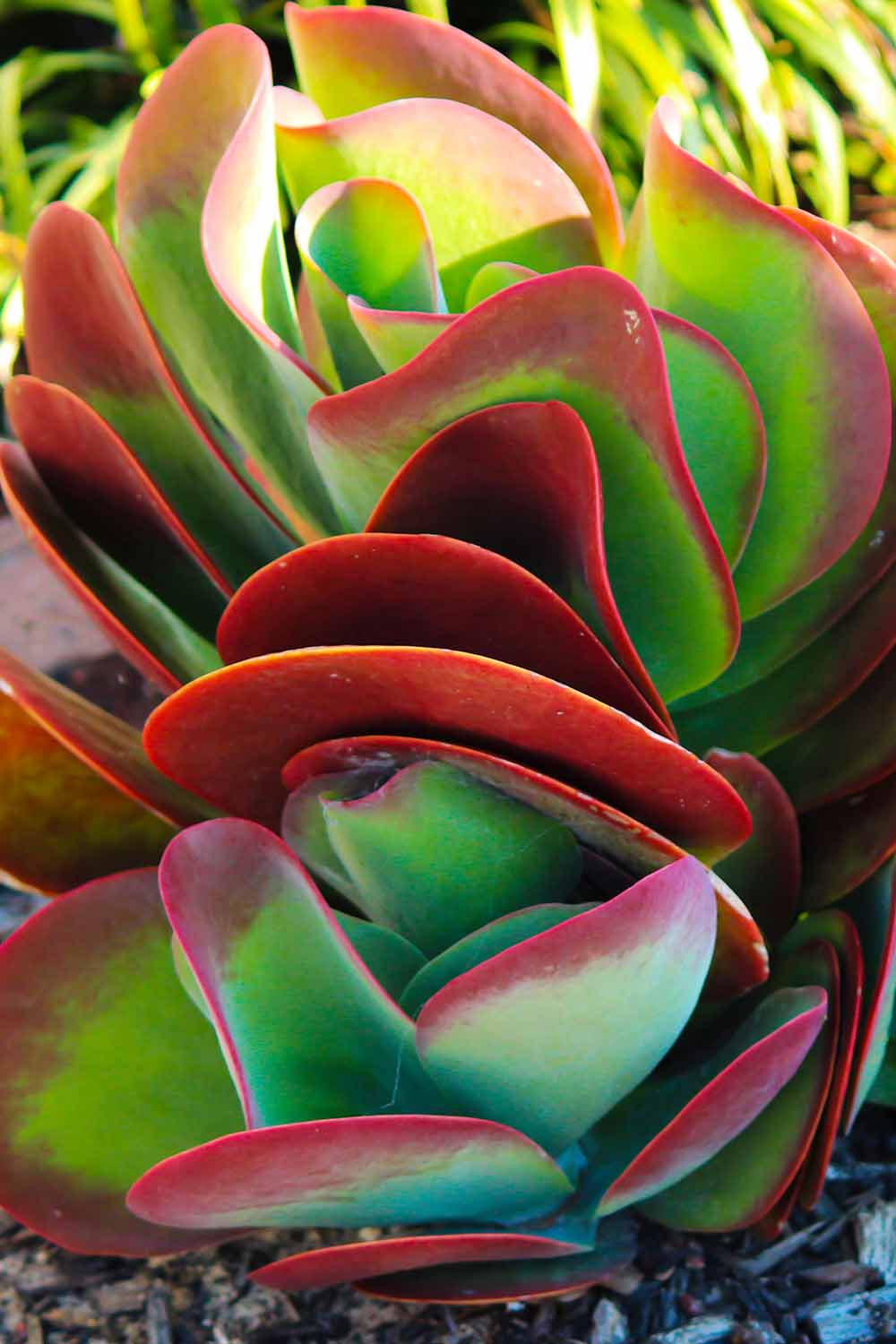 Paddle Plant (Kalanchoe luciae)