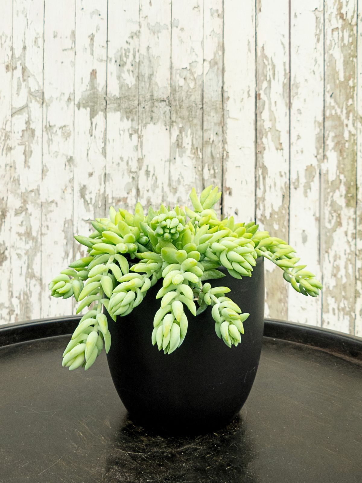 Donkey Tail