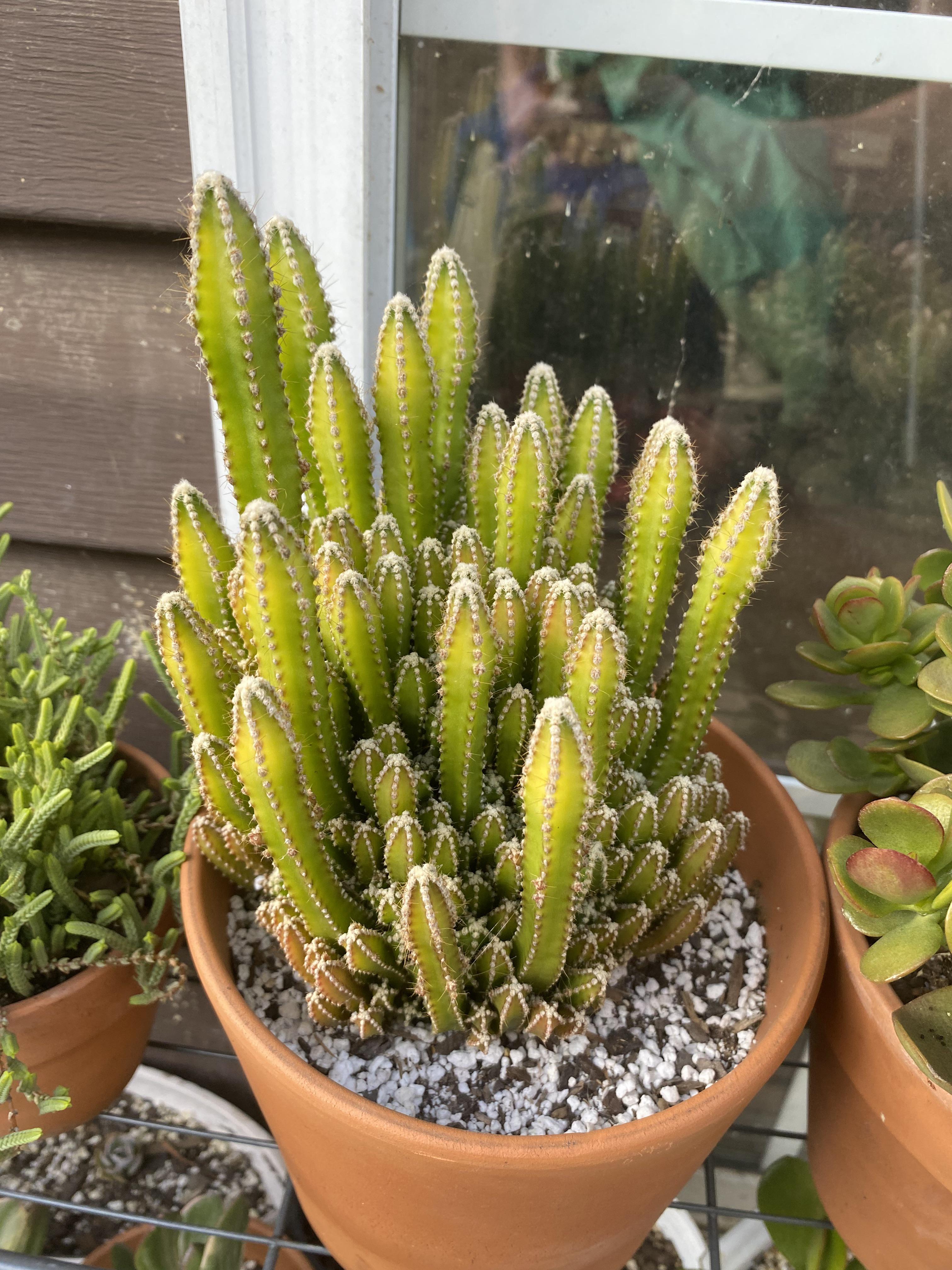 Fairy Castle Cactus
