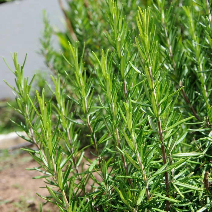 Rosemary