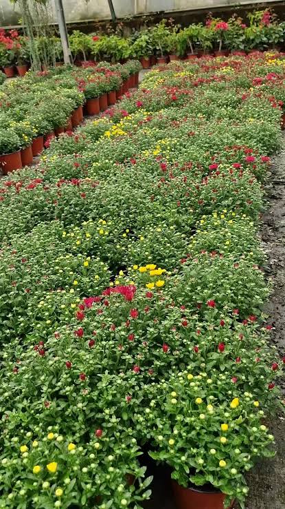 Miniature Godawari (Chrysanthemum)