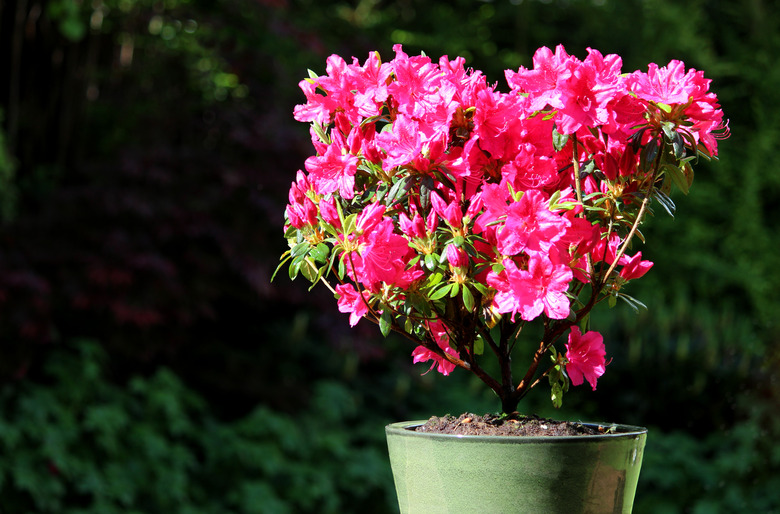 Azalea Double