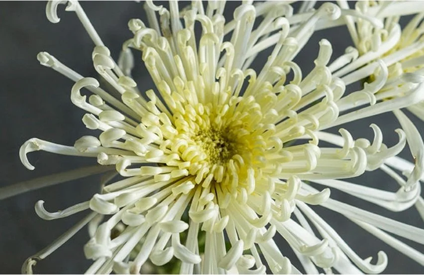 Spider Godawari (Chrysanthemum)
