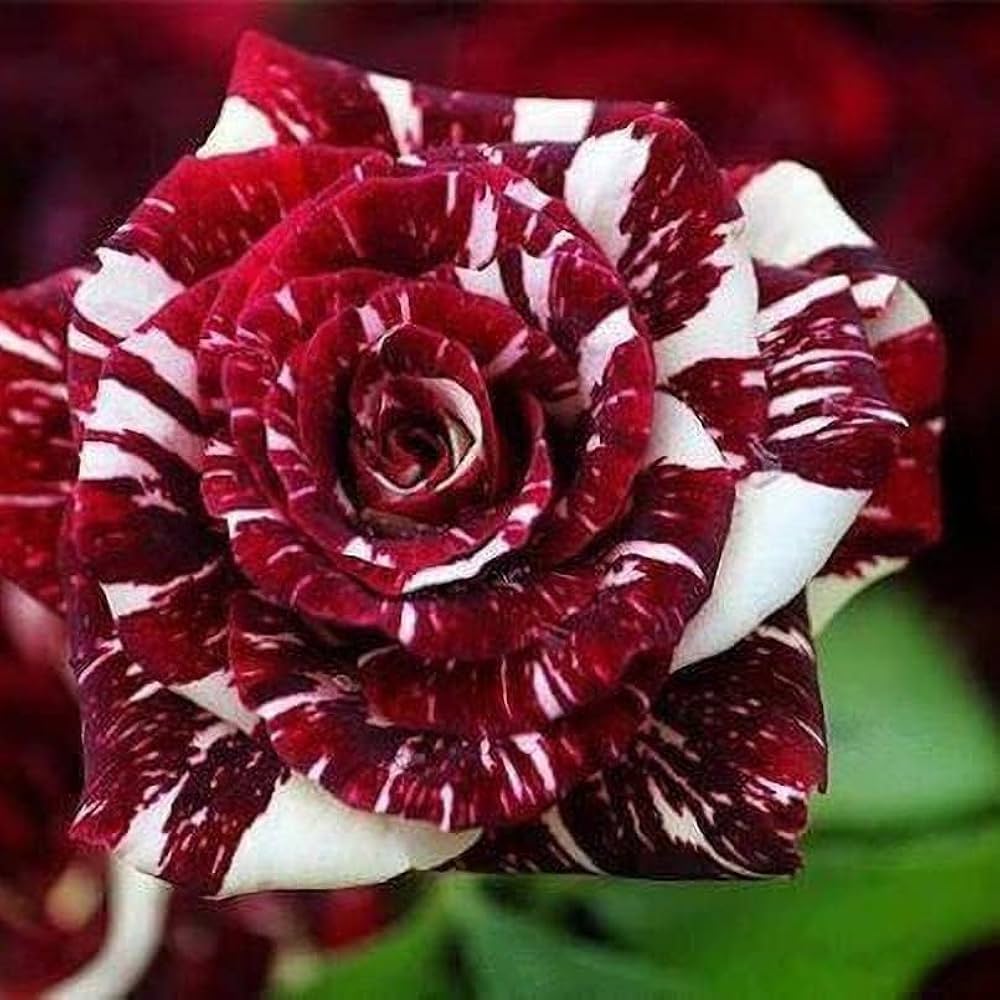 Tiger Rose