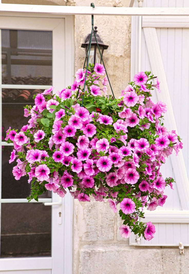 Hanging Petunia