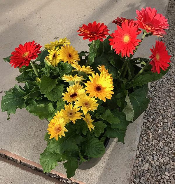 Gerbera
