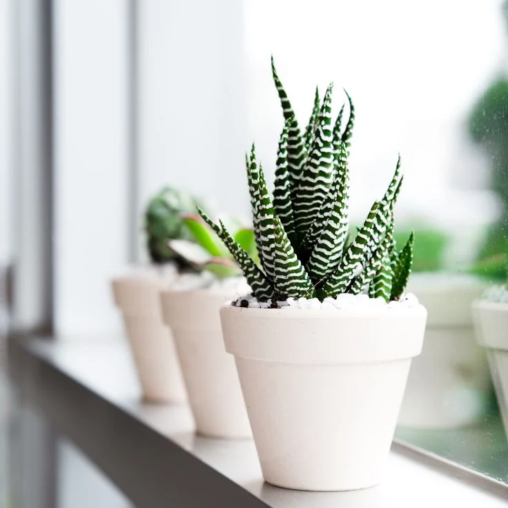 Zebra Haworthia