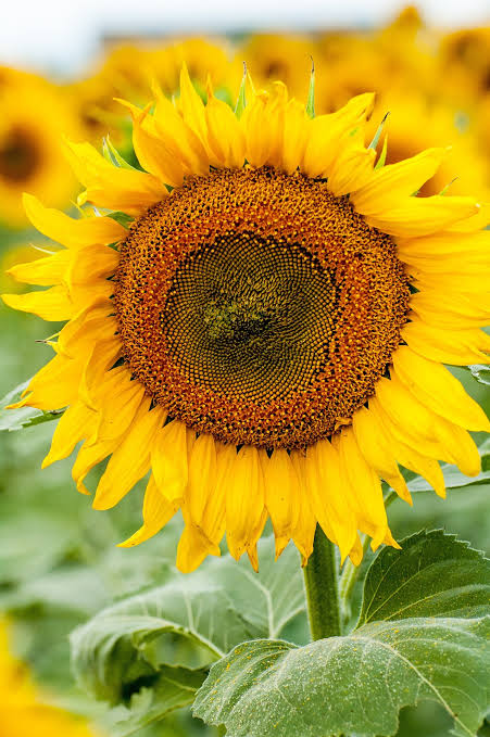 Sunflower