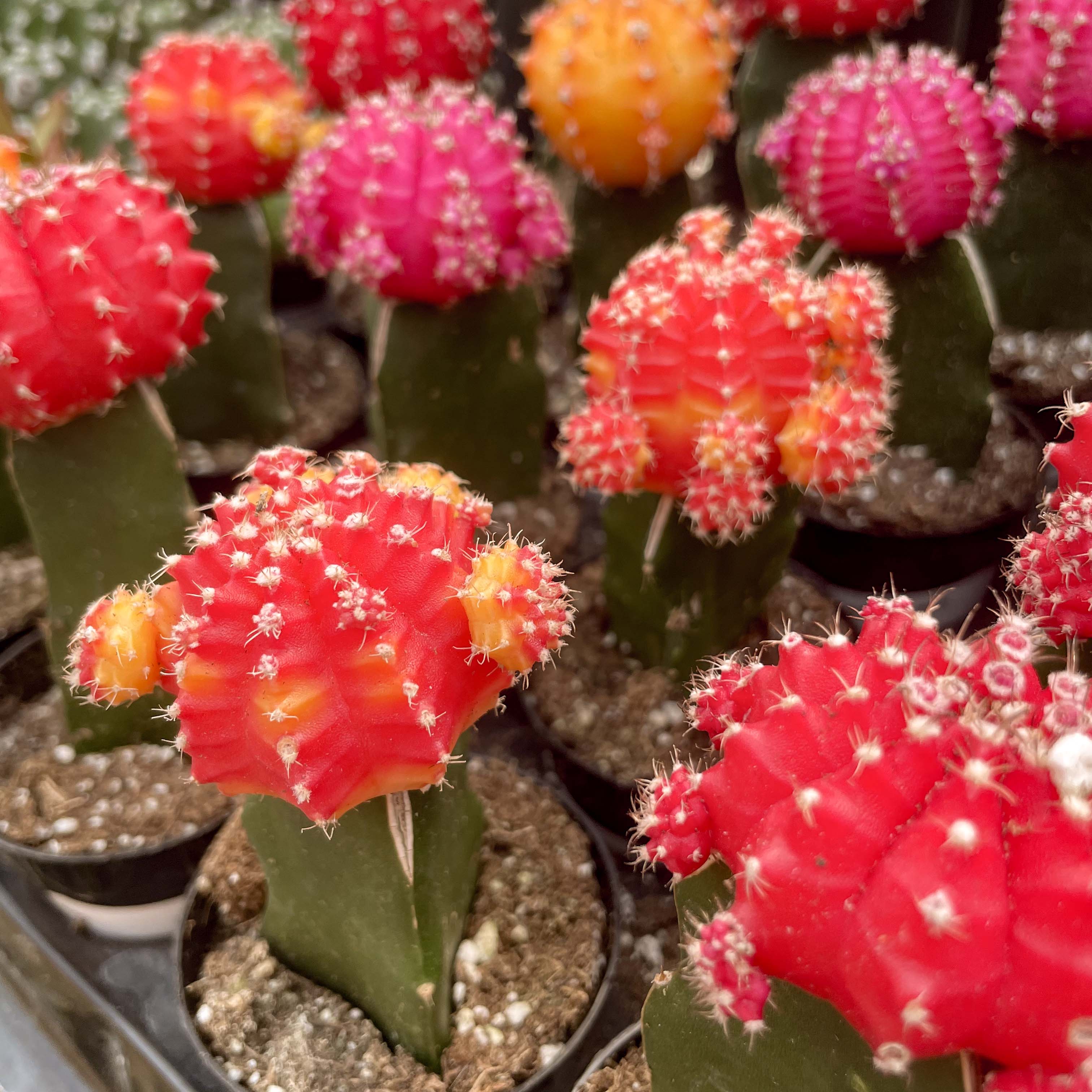 Moon Cactus