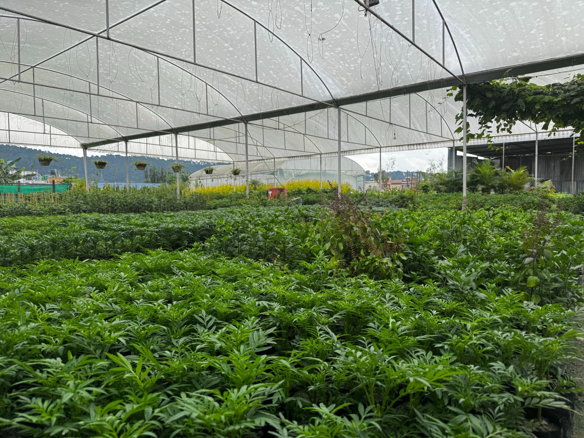 Milan Nursery — Branch 3