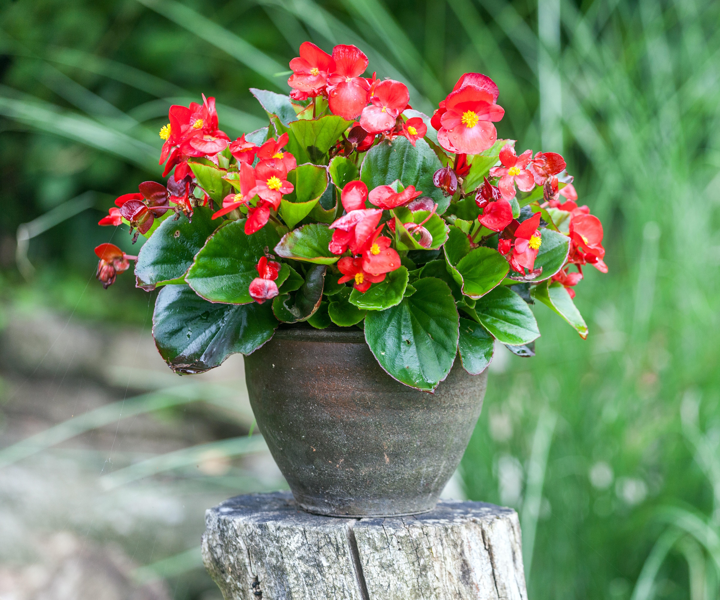 Begonia