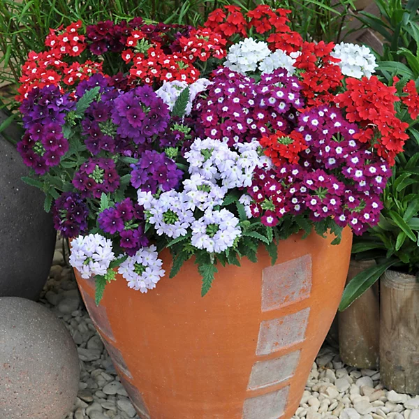 Verbena