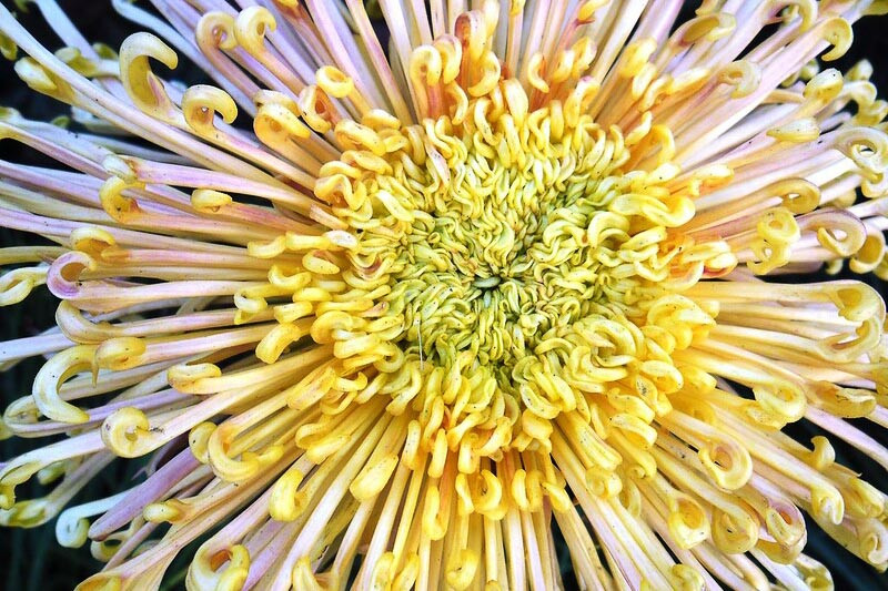Spider Godawari (Chrysanthemum)