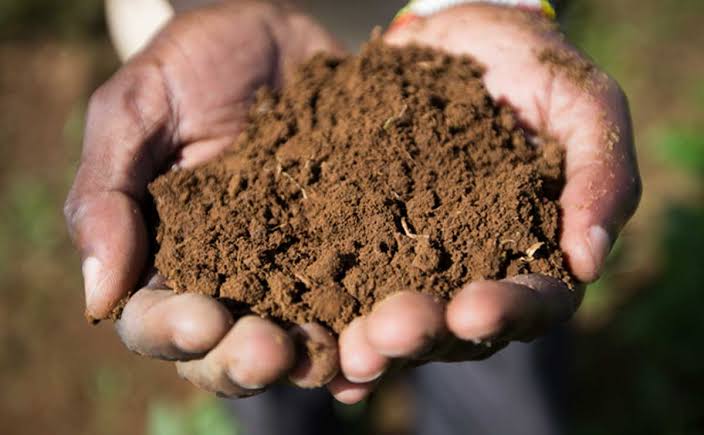 Potting Soil