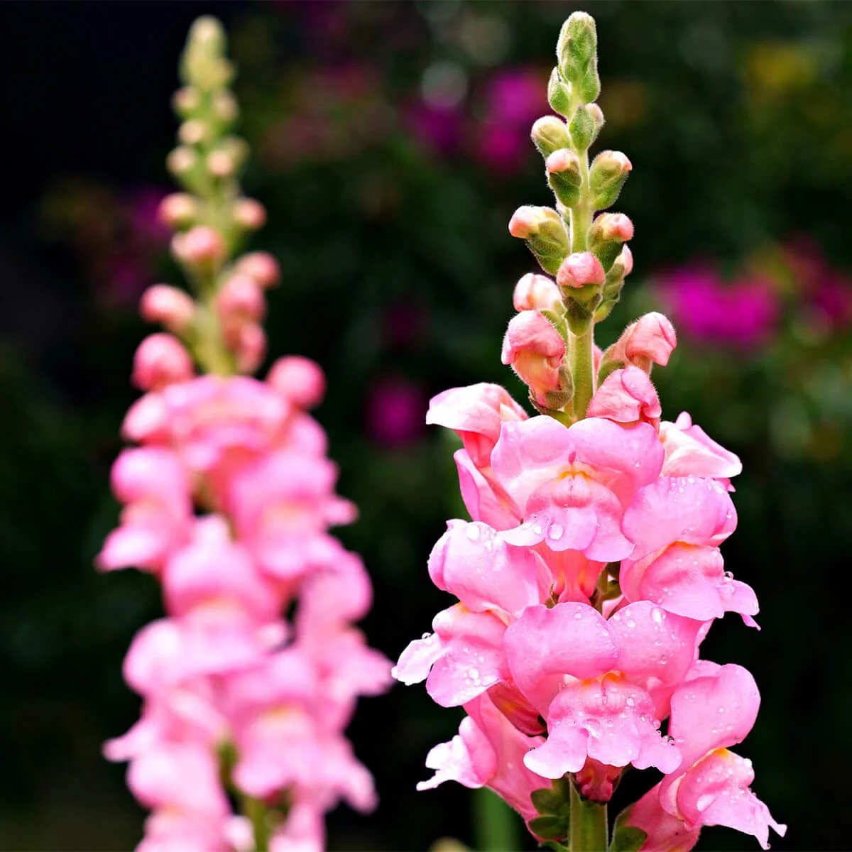 Bhyagute (Snap dragon)