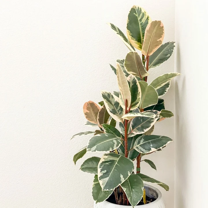 Rubber Plant (Variegated)