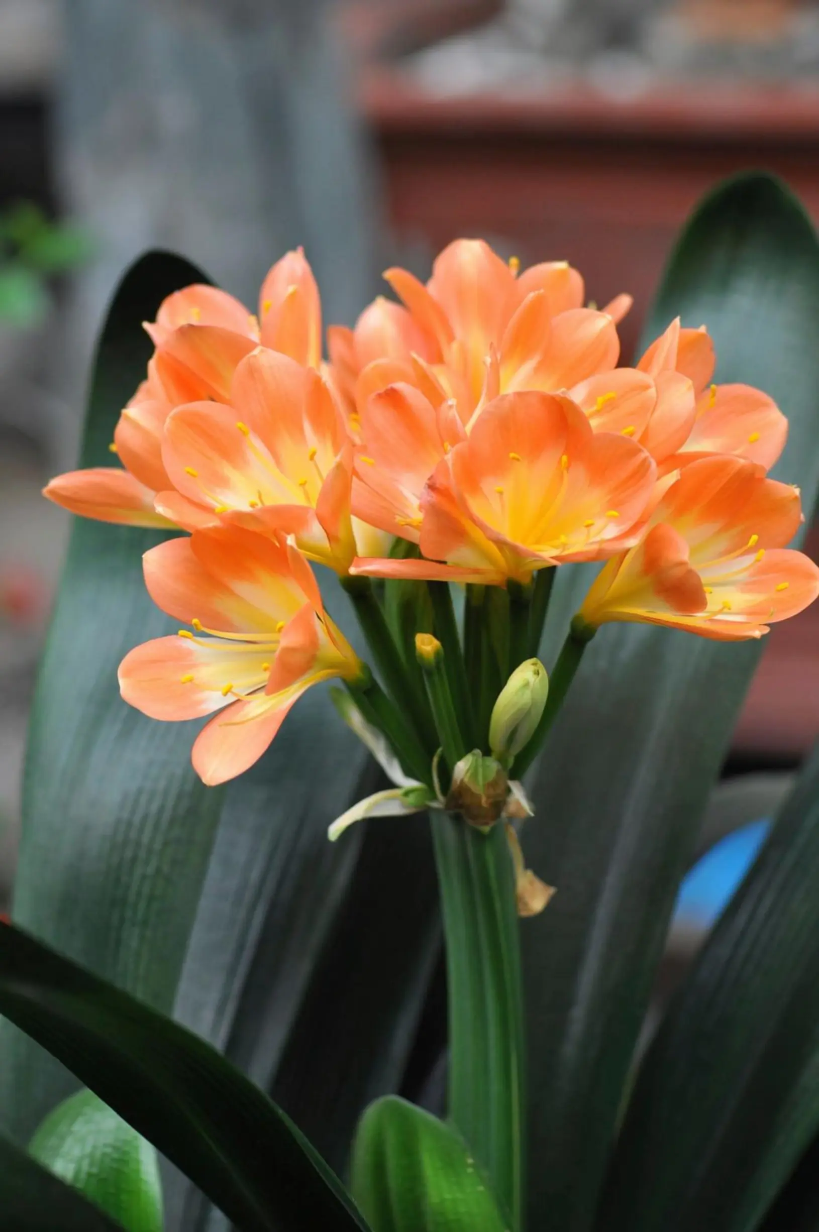 Clivia