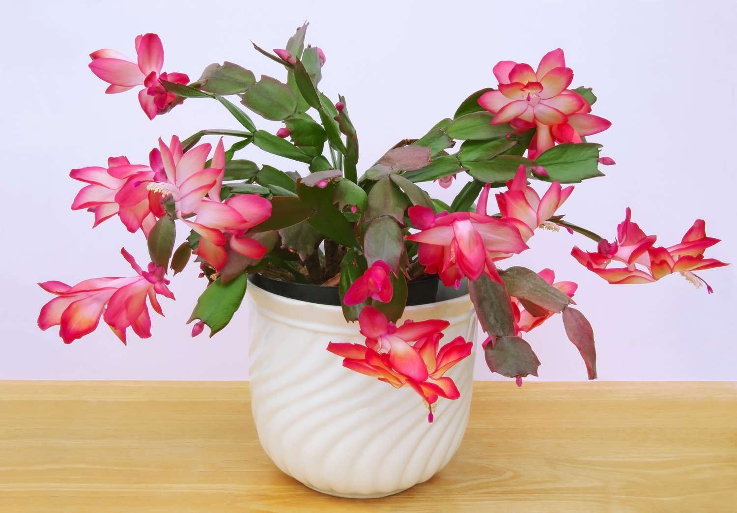 Christmas Cactus