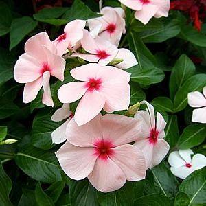 Vinca
