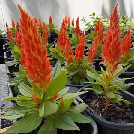 Celosia
