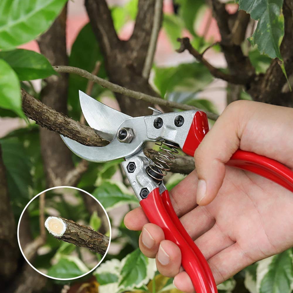 Pruning Shears