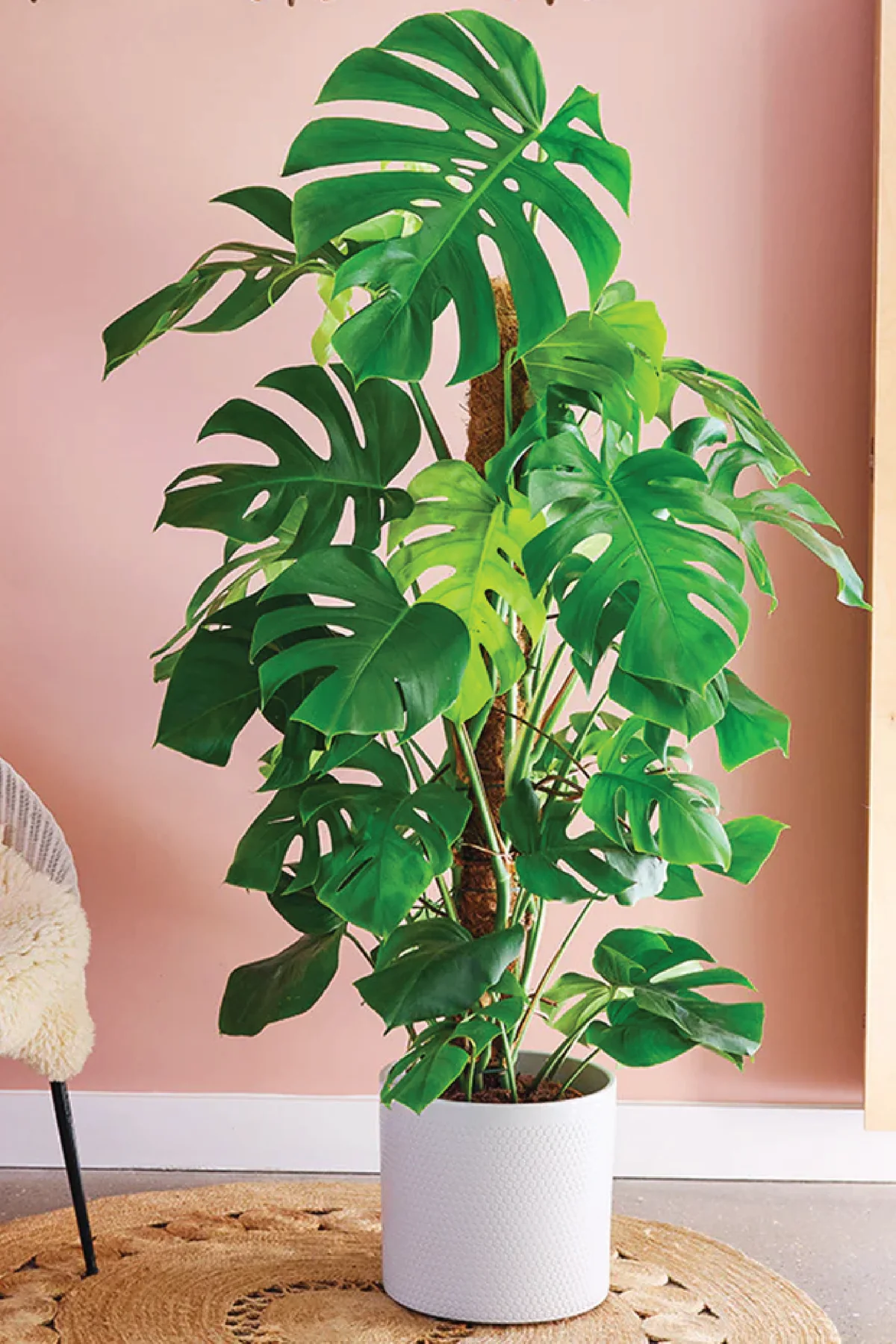 Monstera Deliciosa