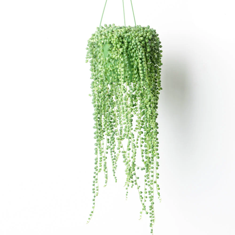String of Pearls