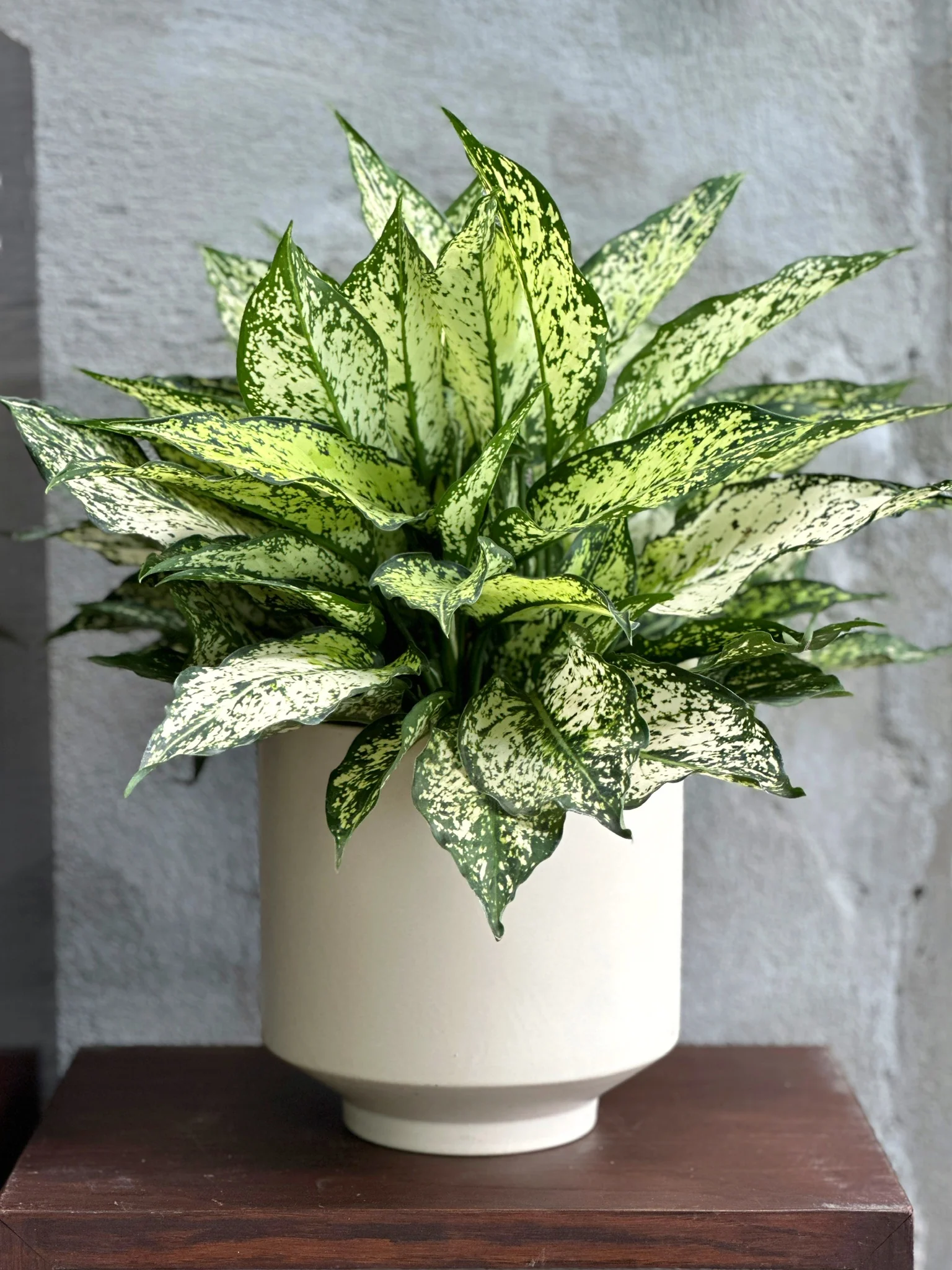 Aglaonema 'Snow White'