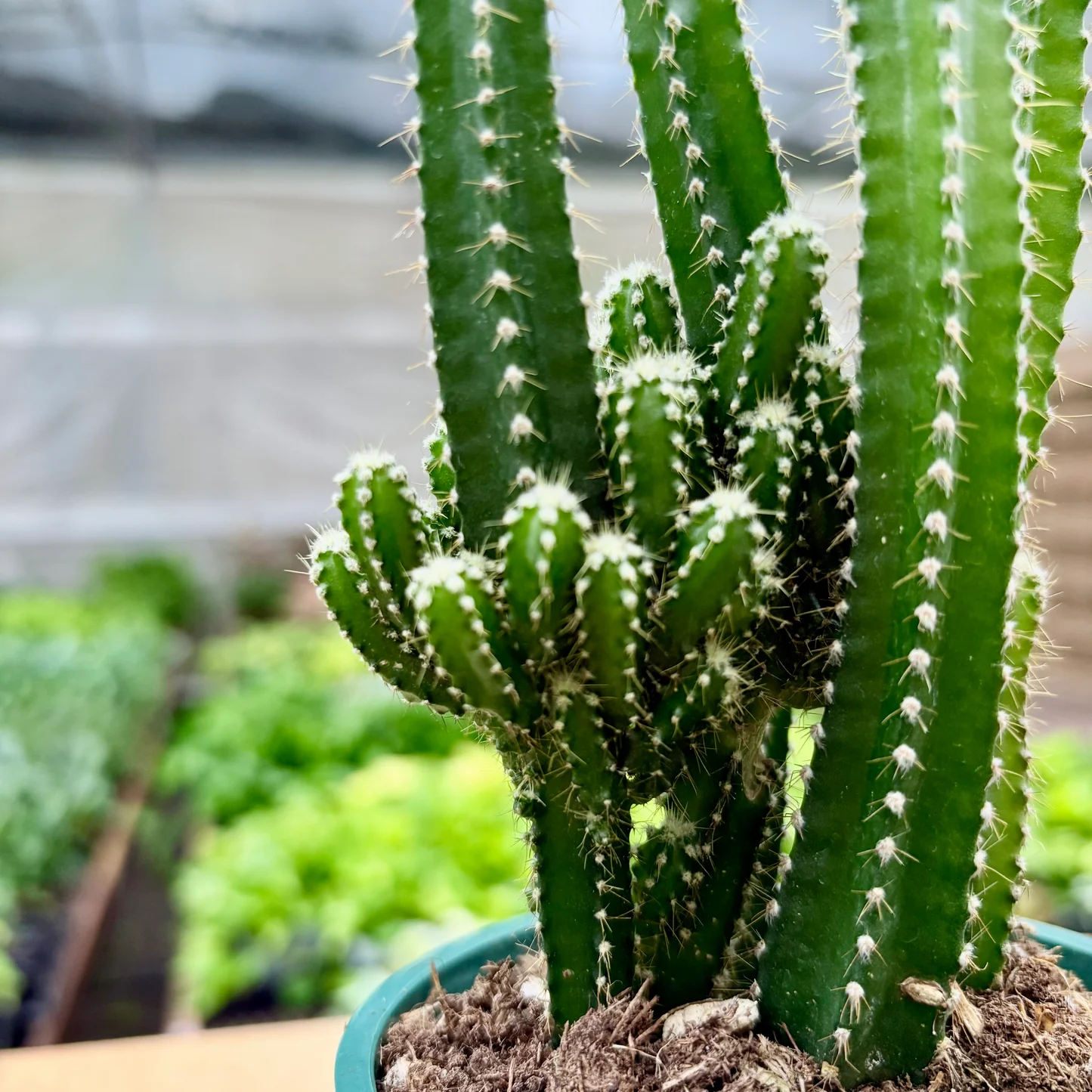 Fairy Castle Cactus