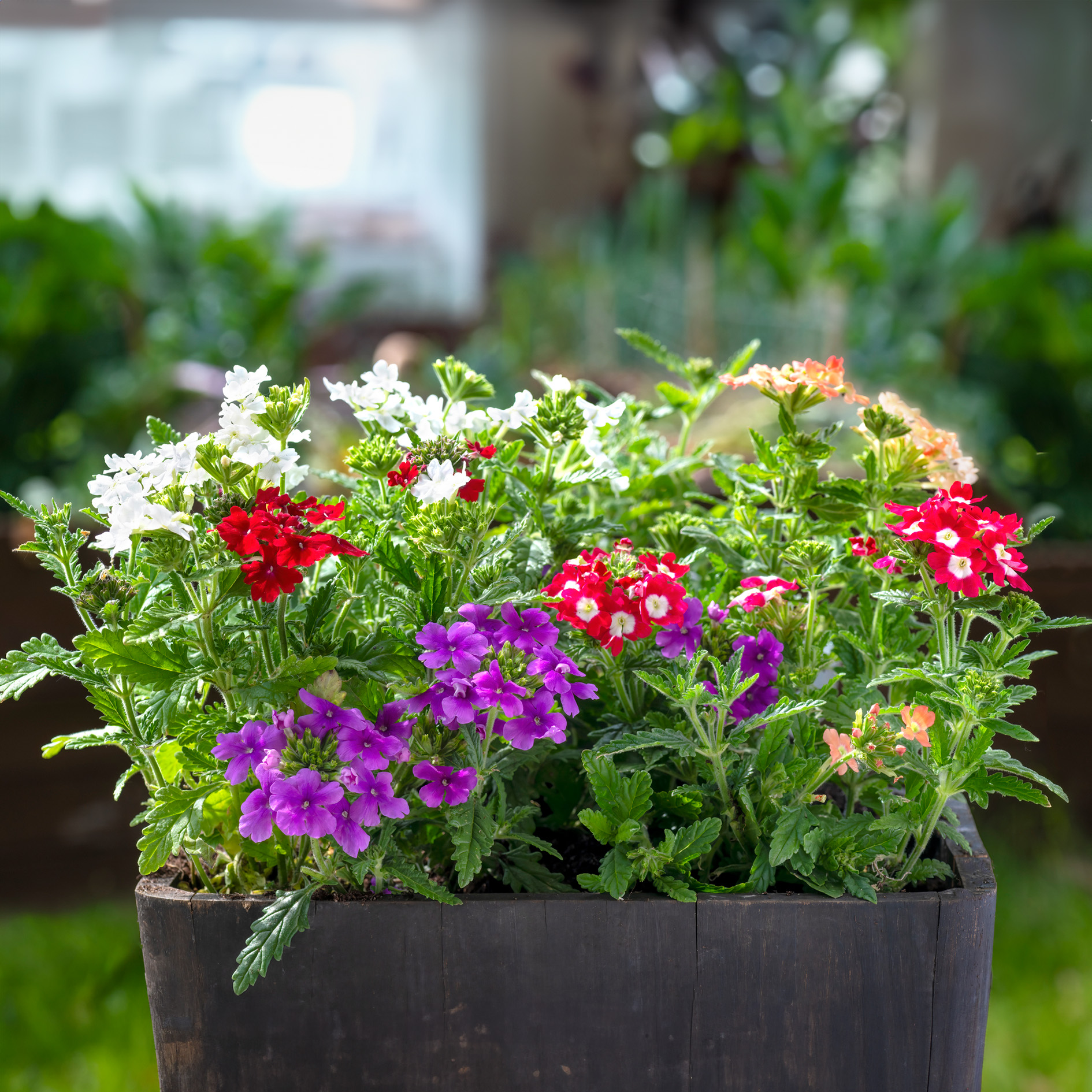 Verbena