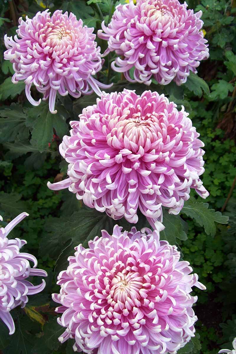 Irregular Incurve Godawari (Chrysanthemum)