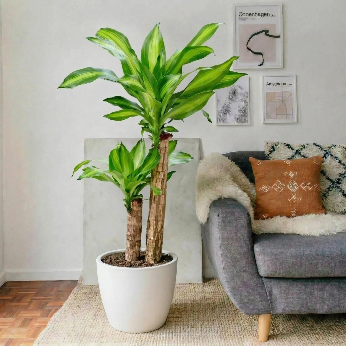 Dracaena Fragrans