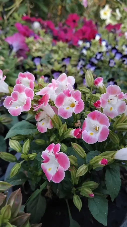 Torenia