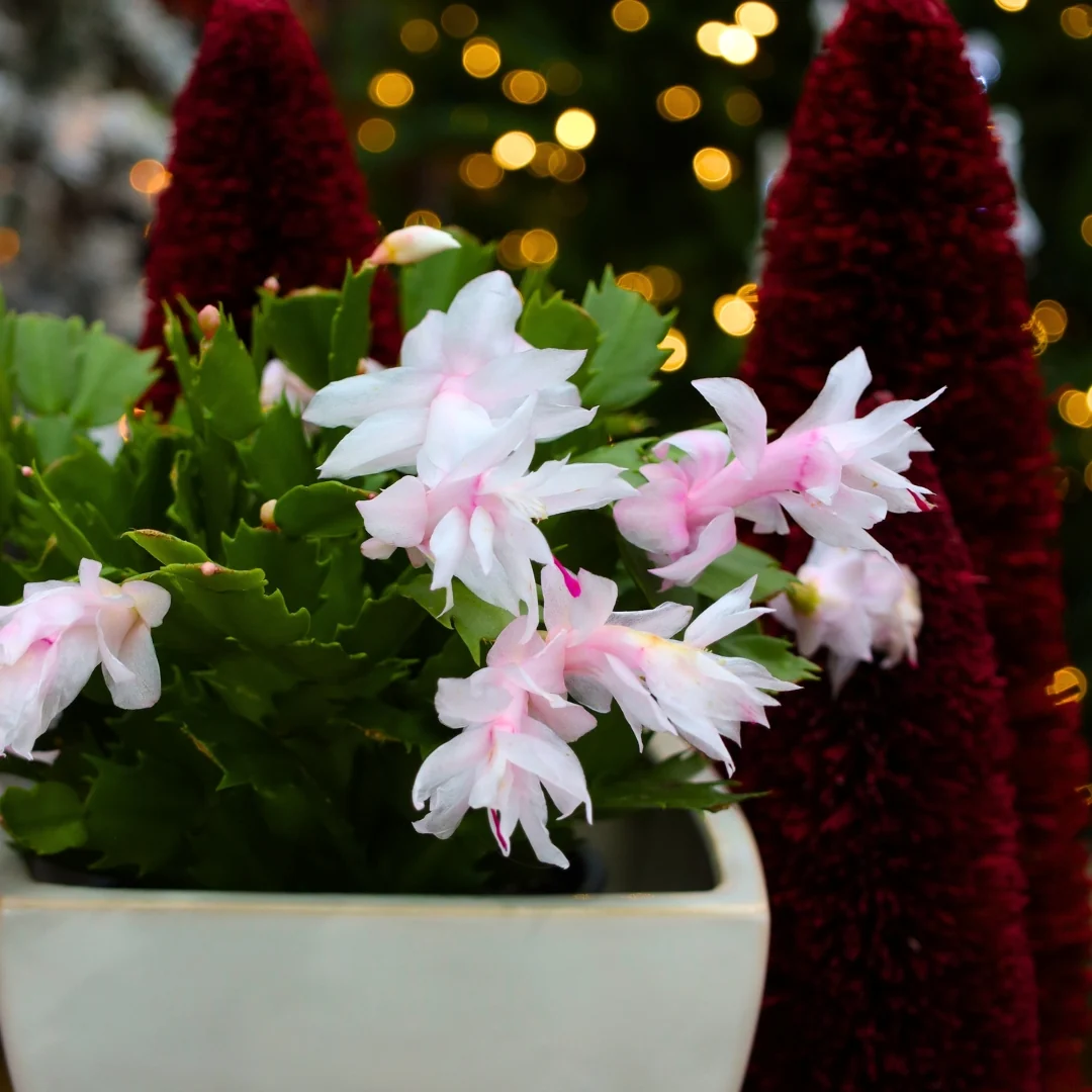 Christmas Cactus