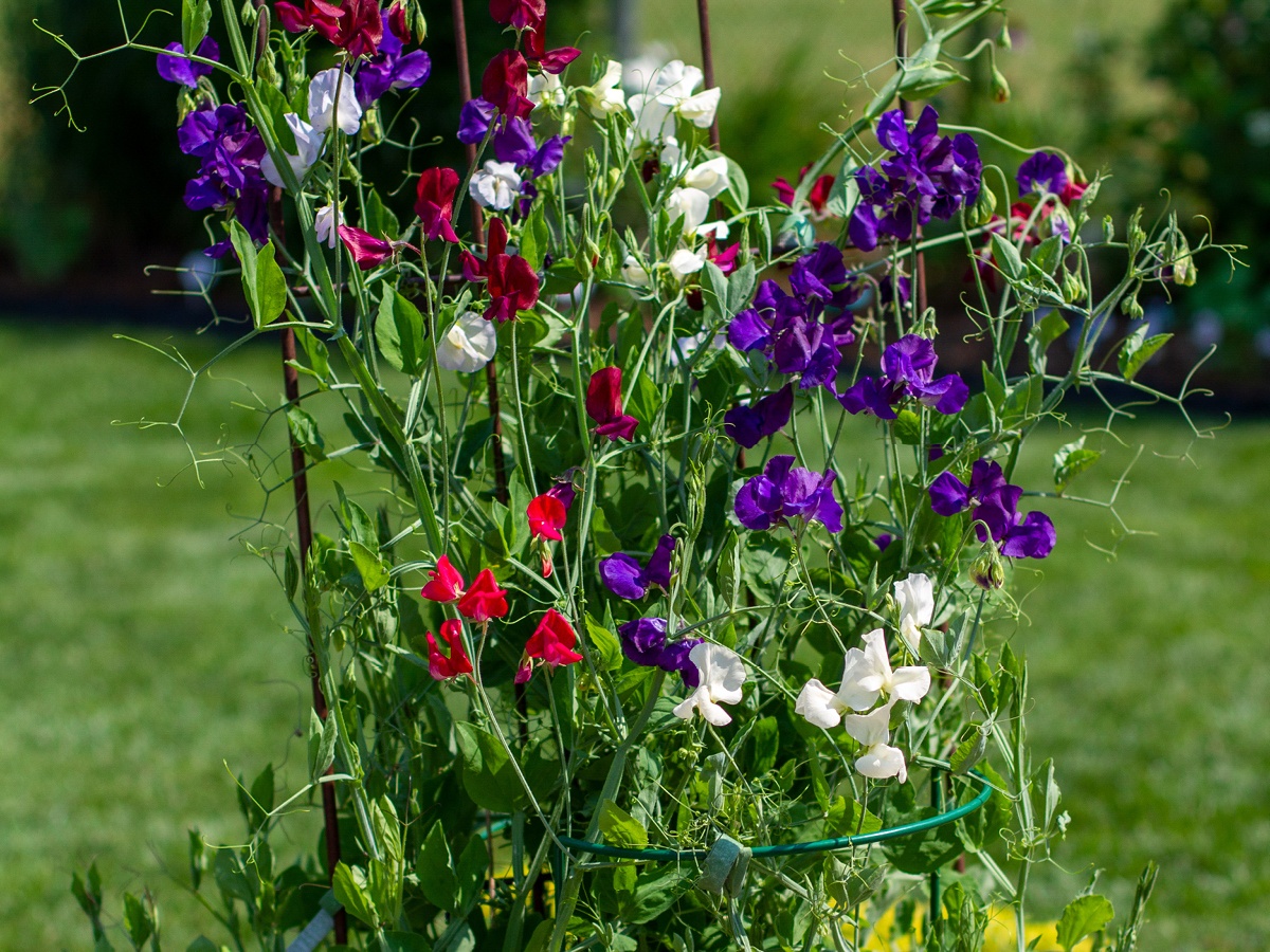 Sweet Pea