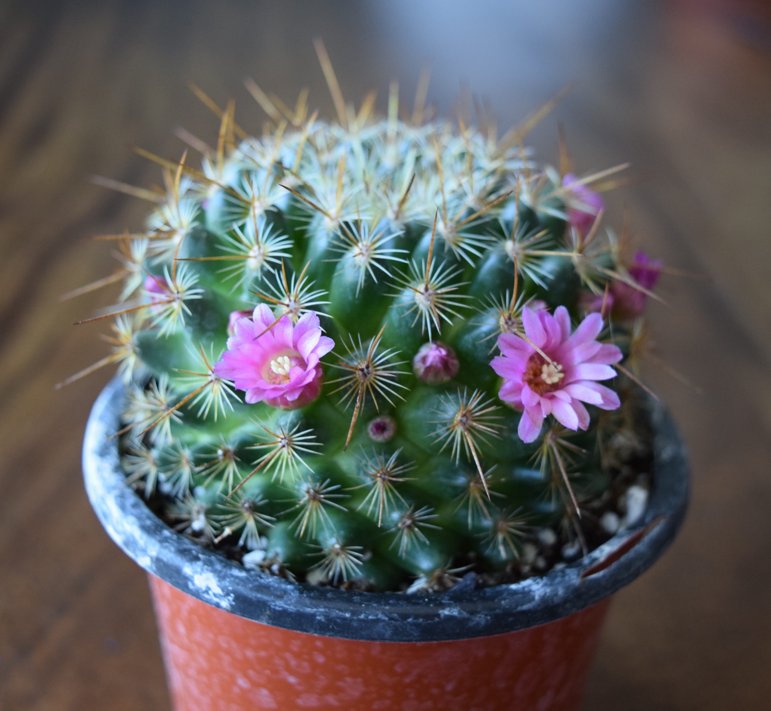 Mammillaria Cactus