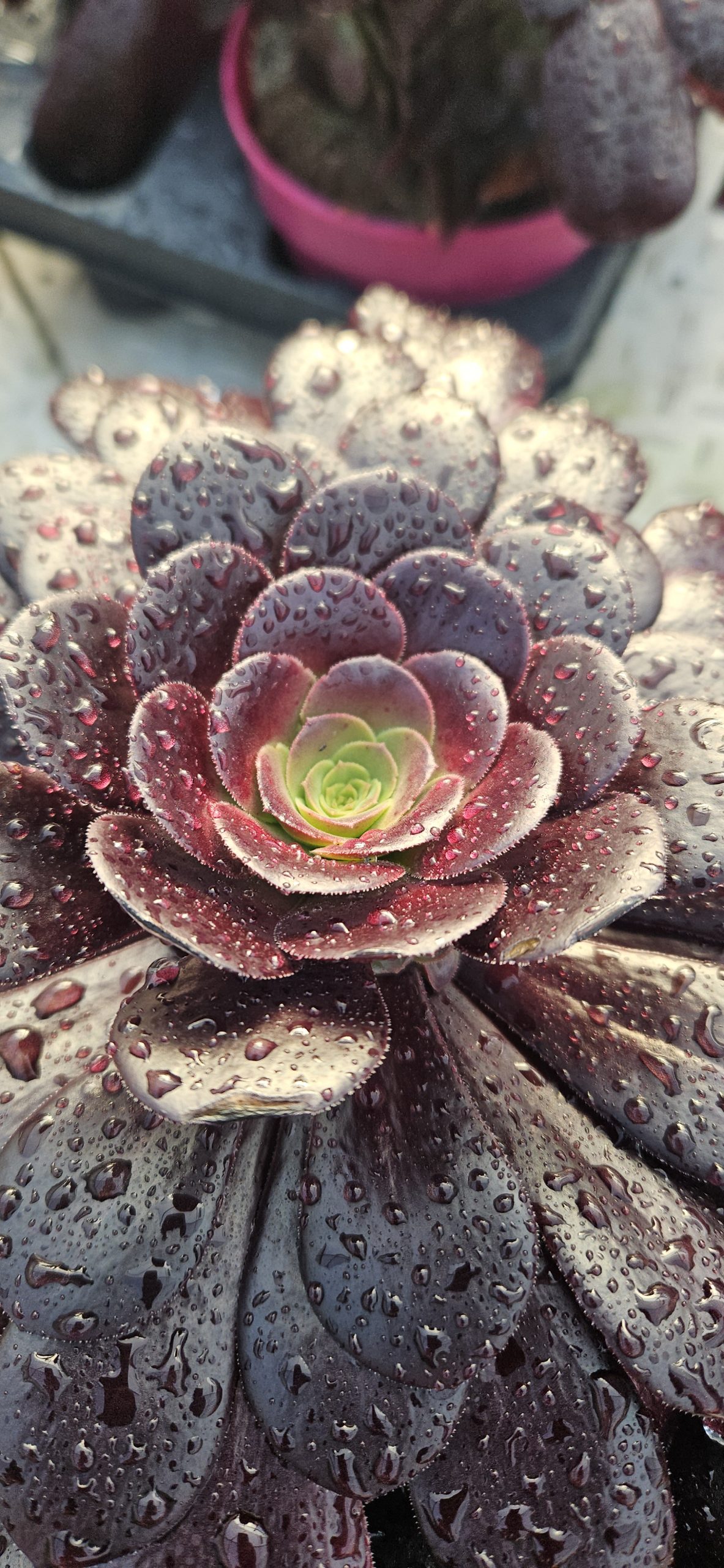Aeonium