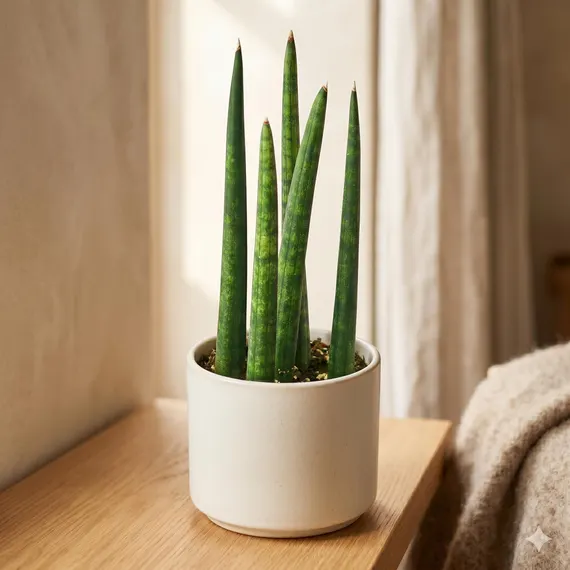Sansevieria Cylindrica
