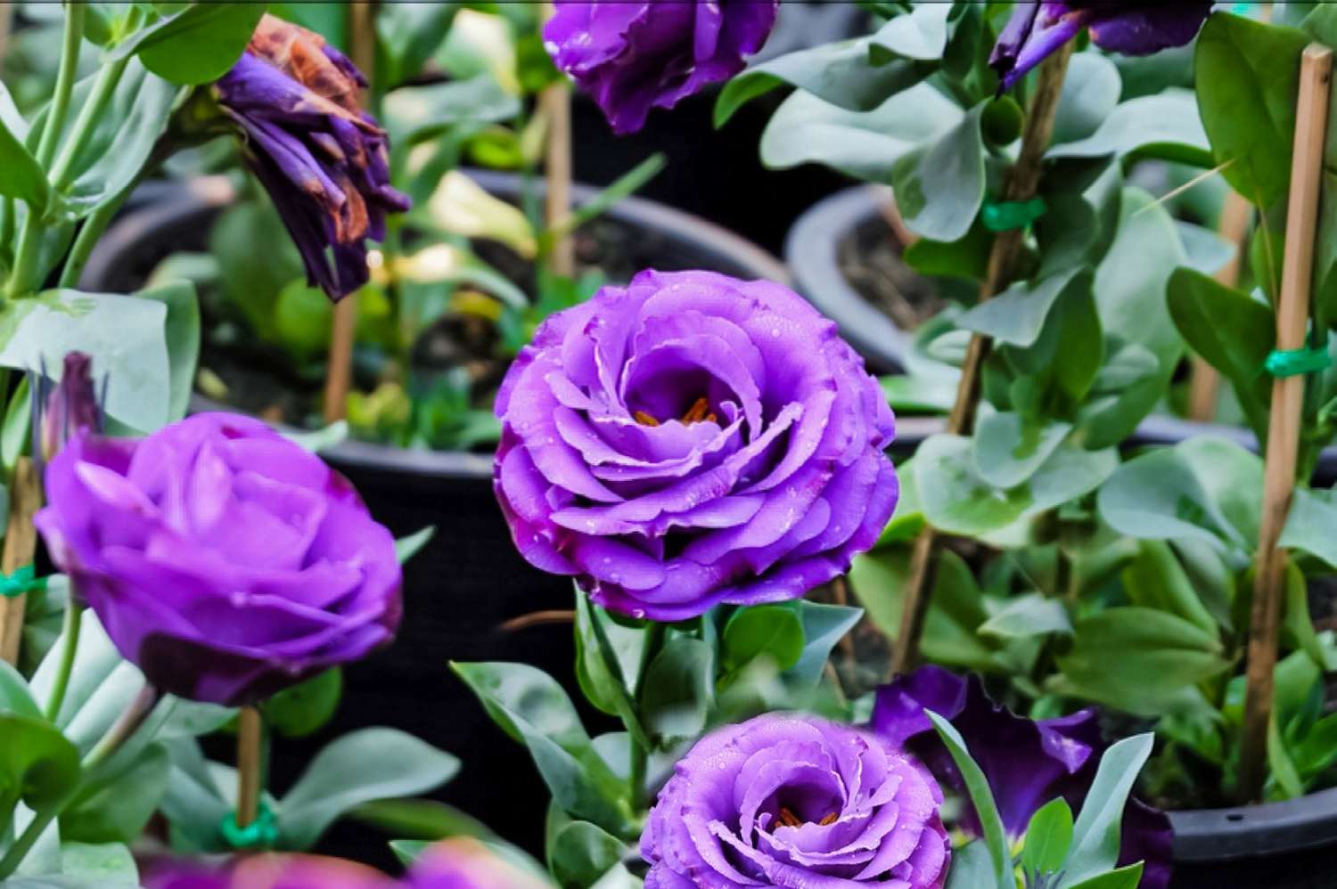 Lisianthus