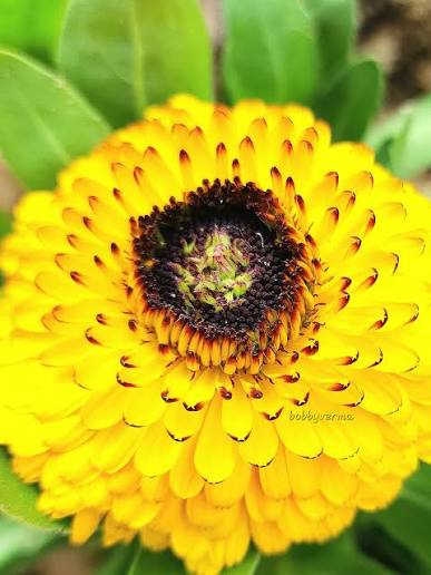 Asarfi (Calendula)