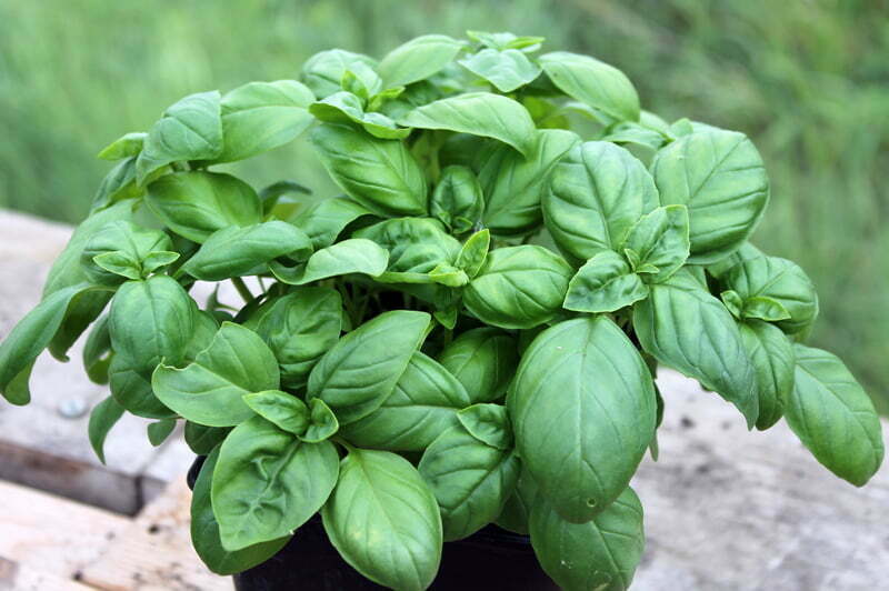 Basil
