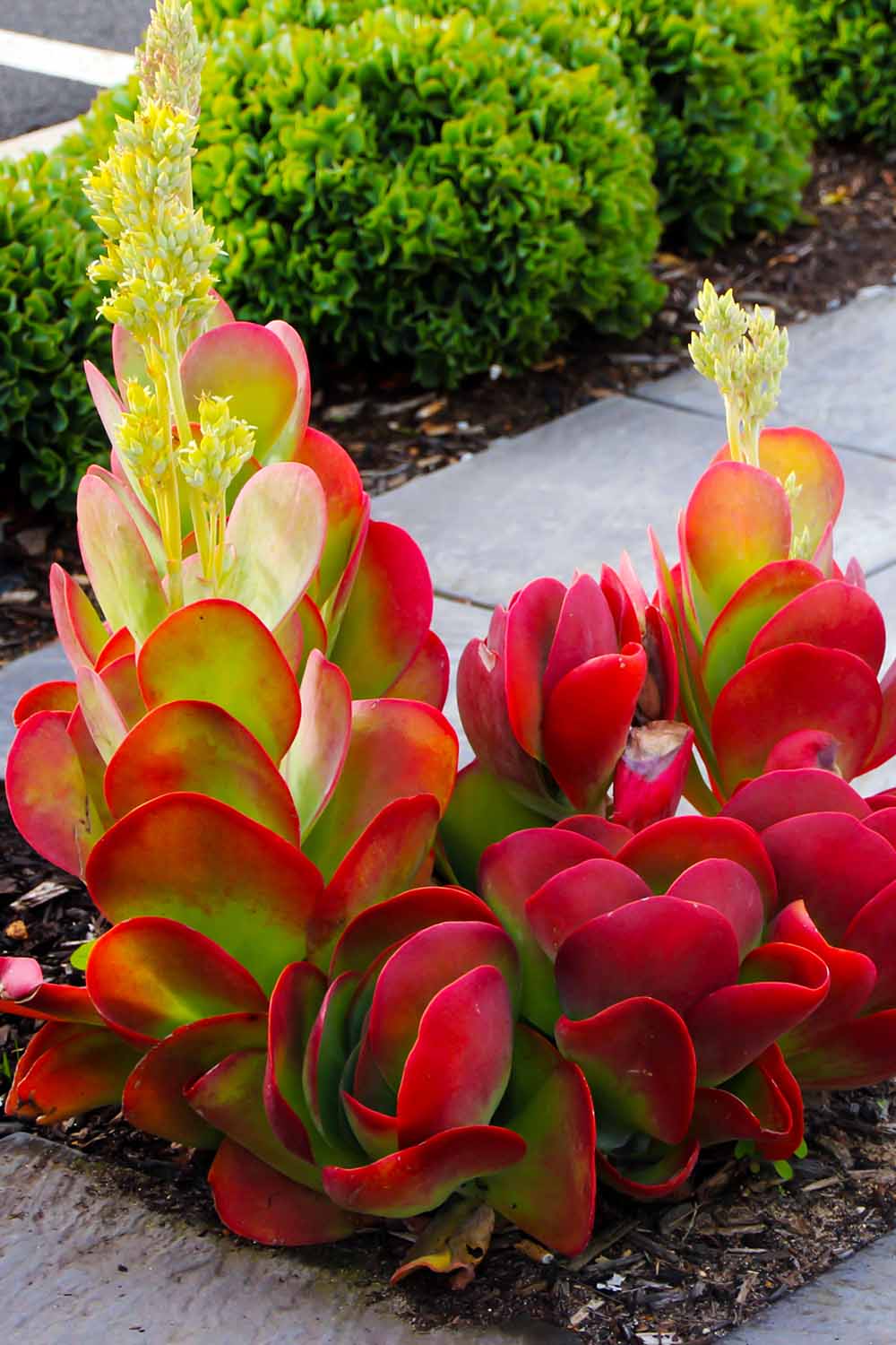 Paddle Plant (Kalanchoe luciae)