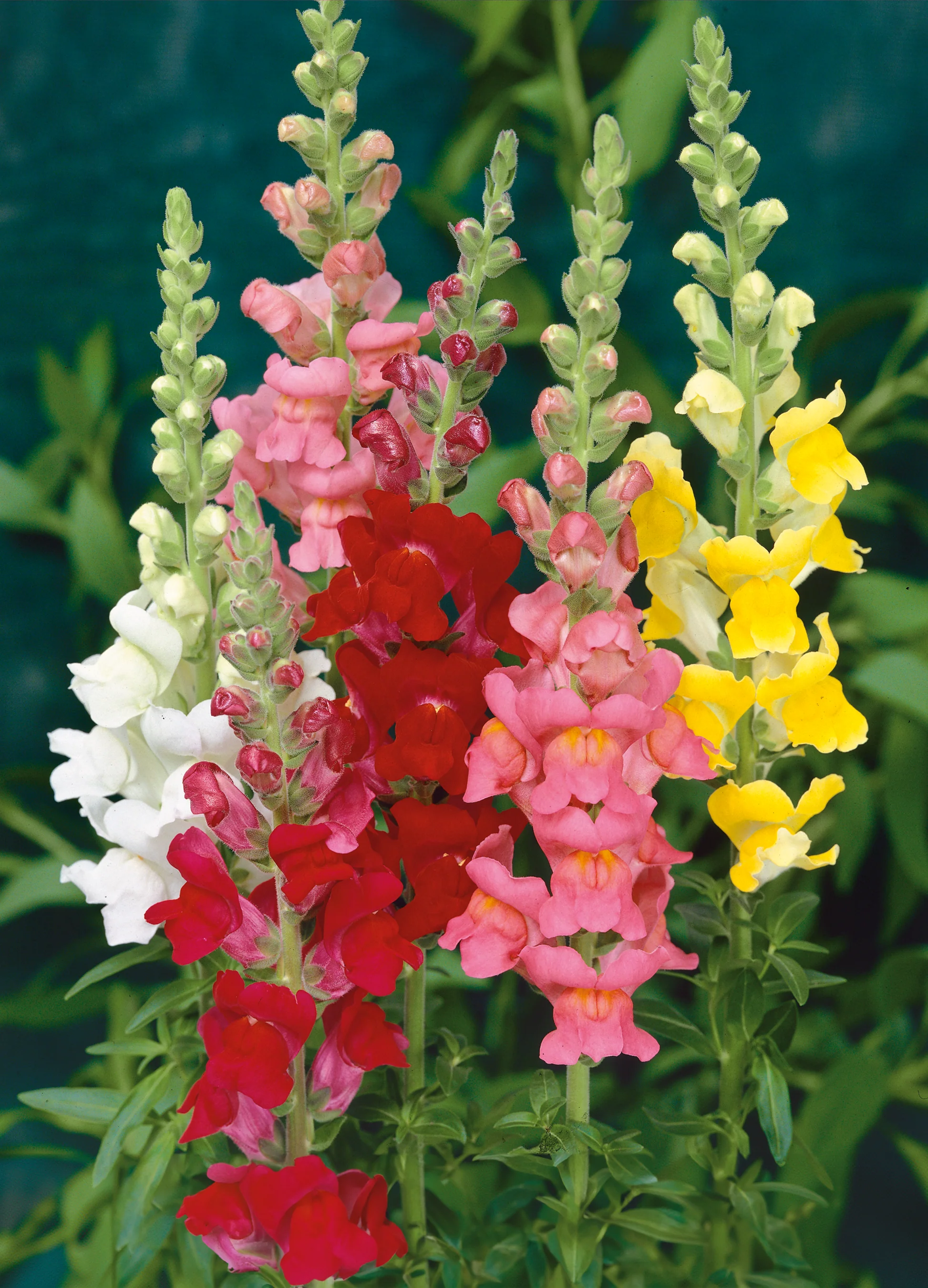 Bhyagute (Snap dragon)