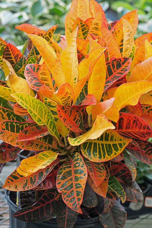 Croton