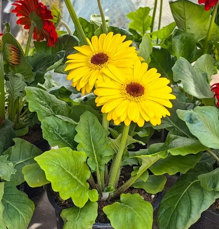 Gerbera