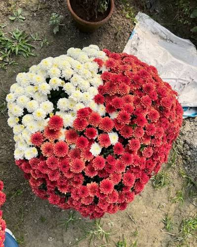 Miniature Godawari (Chrysanthemum)