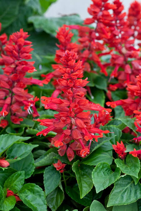 Salvia